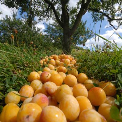 Fte de la Mirabelle